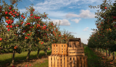 Crates in an apple orchard